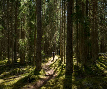 Naturen runt Falun är fantastisk, med lummiga skogar, vackra sjöar och pittoreska vandringsleder.