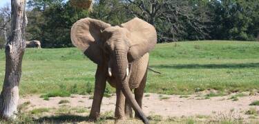Bandholm Badehotel ligger i nærheten av en av Lollands mest populære attraksjoner, Knuthenborg Safaripark