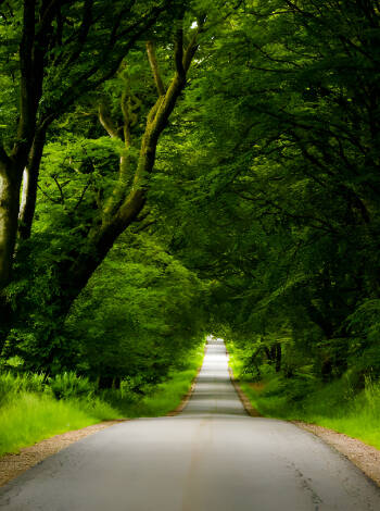 Denmark's largest forest, Rold Skov, is a 15-minute drive from the hotel.
