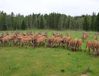 Go out and enjoy the lovely Småland nature. For example, take a walk in Skullaryd Elk Park and see the impressive animals.