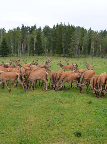 Entdecken und genießen Sie die schöne Naturlandschaft, z. B. im Skullaryd Elgpark - ein Spaß für Groß und Klein!