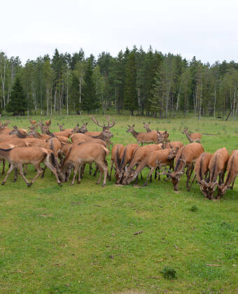 Tag ud og nyd den dejlige smålandske natur. Tag f.eks. en tur i Skullaryd Elgpark og se de imponerende dyr.
