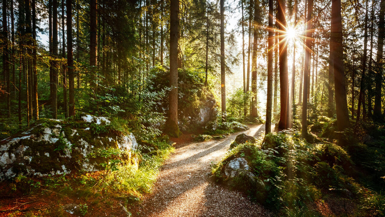 Hankø byder på masser af skøn natur og rummer et rigt dyreliv.