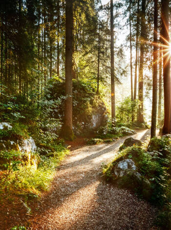 Hankø byr på vakker natur med et stort og spennende dyrerike.