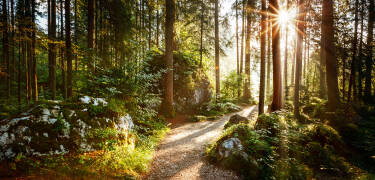 Hankø byder på masser af skøn natur og rummer et rigt dyreliv.