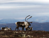 Visit the Norwegian Reindeer Centre and the Hardangervidda National Park Centre, which are located right next to the hotel.