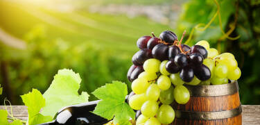There are several wineries around Lake Garda, so why not buy some bottles of local wine to take home from your holiday?