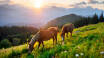 Besuchen Sie die nahe gelegene Tierfarm, wo Sie Lamas sehen und Pferde reiten können.