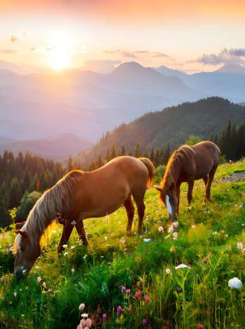 Besuchen Sie die nahe gelegene Tierfarm, wo Sie Lamas sehen und Pferde reiten können.