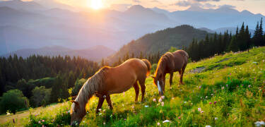 Visit the nearby animal farm where you can see lamas and ride horses.