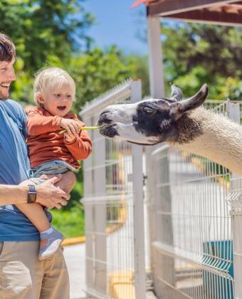 Plan a fun-filled day at Dyreparken, Kristiansand’s iconic zoo and one of the region’s most popular attractions.