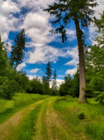 Erholen Sie sich im Wanderparadies Thüringer Wald!