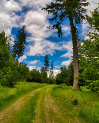 Upplev Thüringer Wald som är ett sant paradis för vandringsentusiaster.
