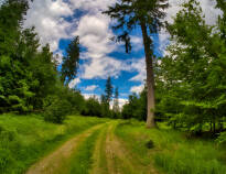 Upplev Thüringer Wald som är ett sant paradis för vandringsentusiaster.