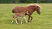 I naturskønne omgivelser på Langeland løber der ca. 60 vilde heste rundt.