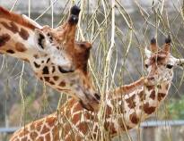 Om ni har barn med på resan får ni inte gå miste om Schwerins djurpark!