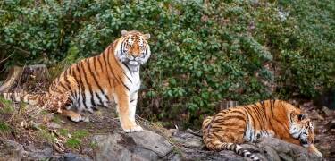 Dyreparken zoo bjuder på familjevänliga upplevelser endast en kort bilresa bort.