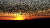Das Gebiet ist bekannt für das Phänomen der Schwarzen Sonne, wenn im Sonnenuntergang eine Unzahl von Staren fliegt.
