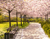 Genießen Sie einen wunderschönen Spaziergang im Kieler Botanischen Garten, einer der vielen schönen Grünflächen der Stadt.