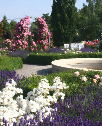 Besök Europa-Rosarium i de historiska bergen och rosenstaden Sangerhausen som bjuder på världens största samling av rosor.