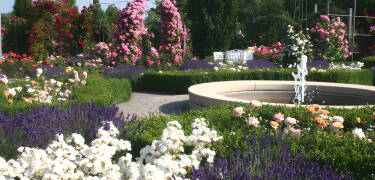 Besök Europa-Rosarium i de historiska bergen och rosenstaden Sangerhausen som bjuder på världens största samling av rosor.