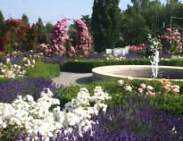 Besøk Europa-Rosarium i Sangerhausen. Den imponerende parken byr på verdens største samling av roser.