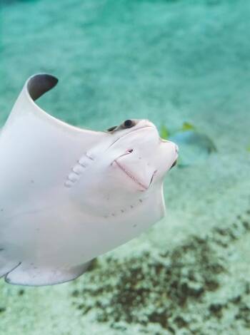 Visit the large aquarium, the North Sea Oceanarium, which is about 16 km from the hotel