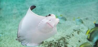 Visit the large aquarium, the North Sea Oceanarium, which is about 16 km from the hotel