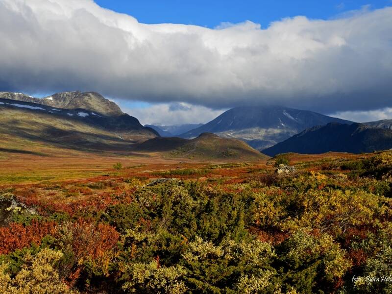Beitostølen, som ligger ved inngangen til Jotunheimen i Oppland, er en av landets mest populære byer for besøkende. Denne livlige turistdestinasjonen tilbyr et bredt utvalg av aktiviteter gjennom hele året.