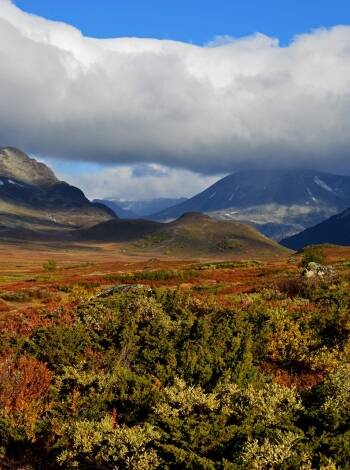 Beitostølen, som ligger ved inngangen til Jotunheimen i Oppland, er en av landets mest populære byer for besøkende. Denne livlige turistdestinasjonen tilbyr et bredt utvalg av aktiviteter gjennom hele året.