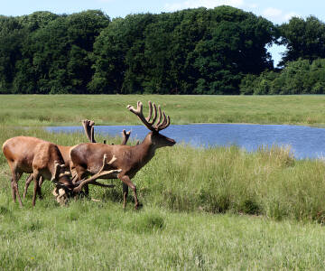 Der UNESCO-Weltkulturerbe Naturpark Jægersborg Hegn og Dyrehave ist nur 5 Autominuten entfernt.