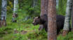 Se naturens jægere som f.eks. brune bjørne og sneleoparder på tæt hold i Orsa Rovdyrpark.