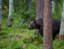 Gör en utflykt till Orsa Rovdjurspark och se bland annat björnar och snöleoparder.
