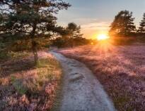 Lüneburger Heide is a beautiful area of unspoilt nature and rich wildlife with countless opportunities for wonderful walks.