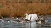 Højbysøen er et populært utfluktsmål for fugletitting, og her finner du et stort utvalg av fuglearter.
