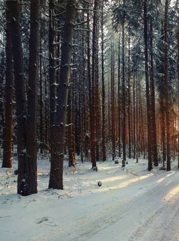 Im Winter gibt es zum Beispiel gute Skimöglichkeiten in der schönen Umgebung des Sees und viele Langlaufloipen.