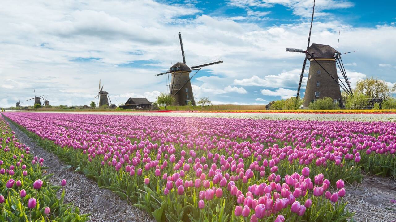 I det nordlige Nederland kan dere oppleve tulipaner og vindmøller.