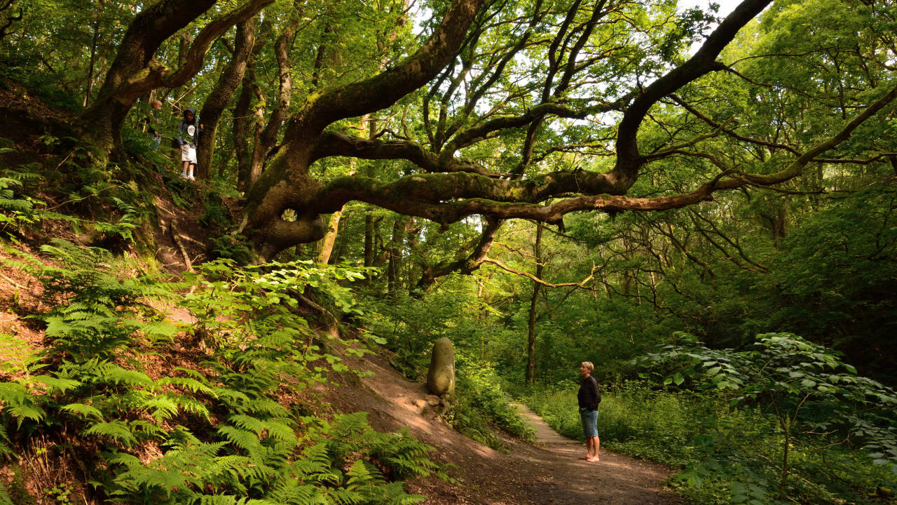 The hotel is surrounded by beautiful nature - enjoy some fantastic hikes in Fosdalen, for example.