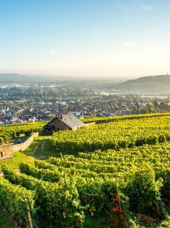 Enjoy beautiful hikes and dazzling views of the Rhine River Valley and large parts of the UNESCO-listed Rheingau district.