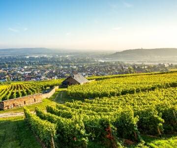 Nyd smukke vandreture og en blændende udsigt over Rhin-floddalen og store dele af det UNESCO-listede Rheingau-distrikt.