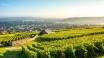 Enjoy beautiful hikes and dazzling views of the Rhine River Valley and large parts of the UNESCO-listed Rheingau district.
