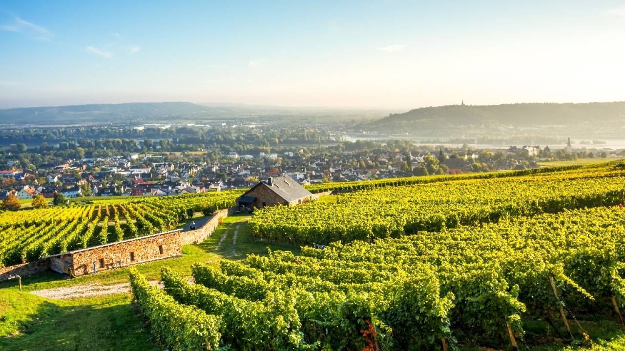 Genießen Sie eine tolle Sicht auf das Rheintal und weite Teile der UNESCO-geschützten Region Rheingau.