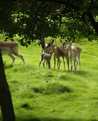 Ta en promenad i parken vid kroen och se hur många rådjur ni kan se.