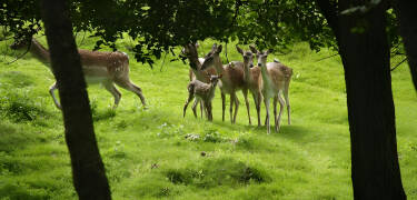 Take a walk in good weather in the park by the inn and see the deer.