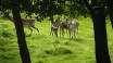 Take a walk in good weather in the park by the inn and see the deer.