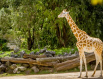 Nehmen Sie die ganze Familie mit auf einen Spaziergang im Zoo von Zoo und besuchen Sie dabei viele exotische Tiere