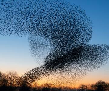 Erleben Sie den Sort Sol-Vogelflug bei einer geführten Bustour.