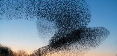 Erleben Sie den Sort Sol-Vogelflug bei einer geführten Bustour.