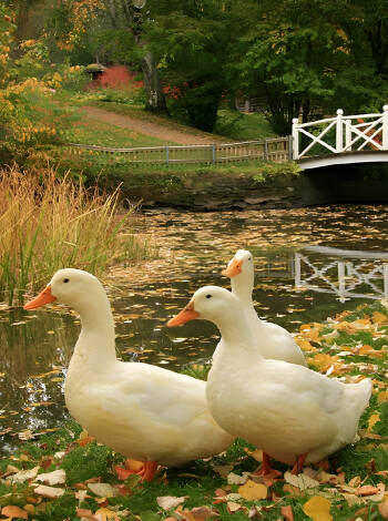 Take one of the river boats or enjoy a stroll in Brekkeparken or stop by the Henrik Ibsen Museum.