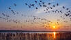 Erleben Sie die atemberaubende Landschaft und die reiche Vogelwelt im UNESCO-geschützten Wattenmeergebiet!
